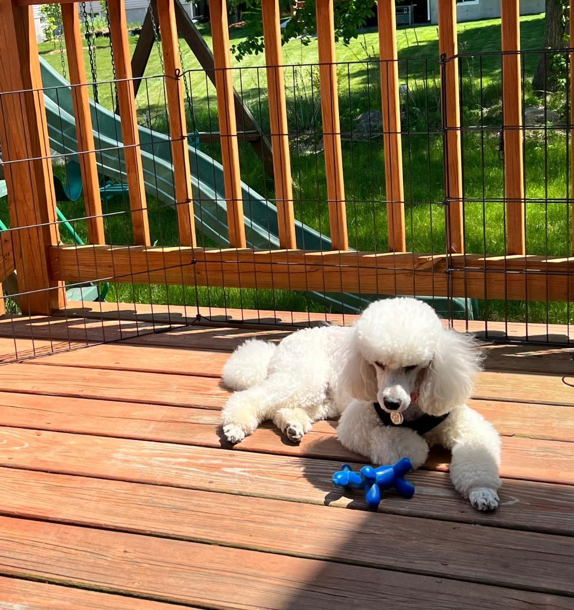 Enlarge DISCO-Courtesy Posting!, a ADOPTABLE Miniature Poodle in Somerville, MA image 3/3