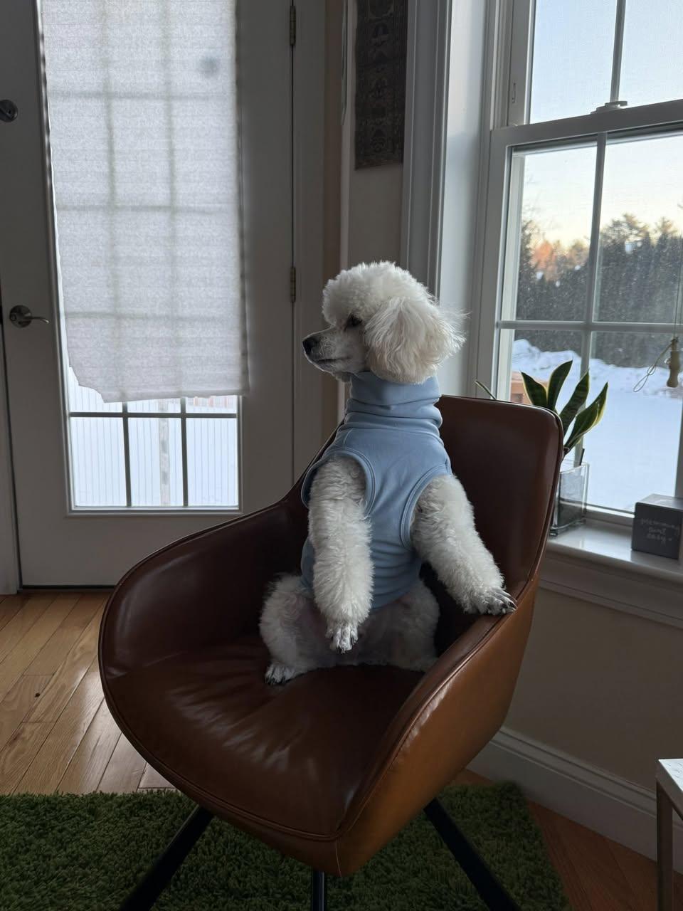Enlarge DISCO-Courtesy Posting!, a ADOPTABLE Miniature Poodle in Somerville, MA image 2/3