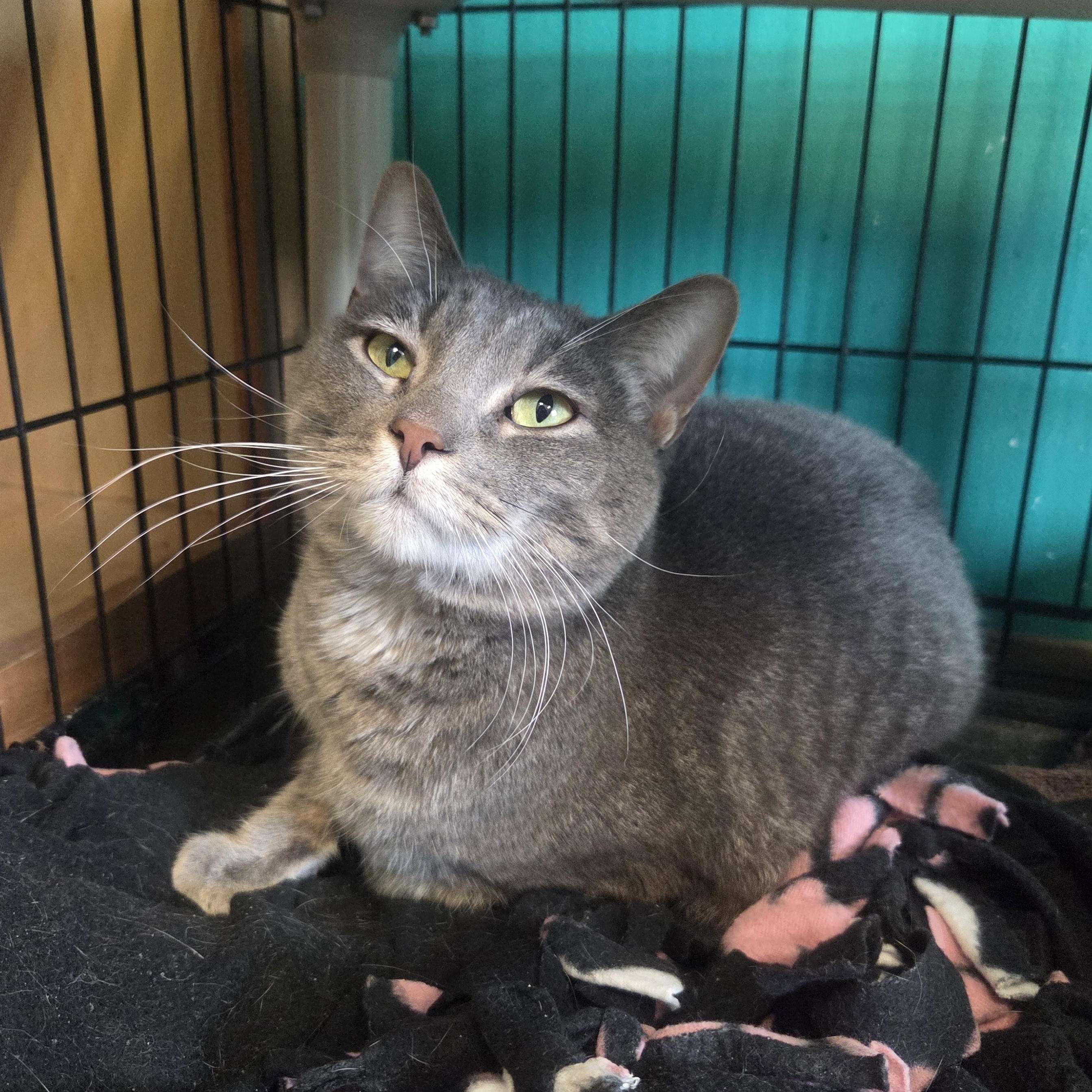 Silver Britches, ADOPTABLE, Adult Male Domestic Short Hair.