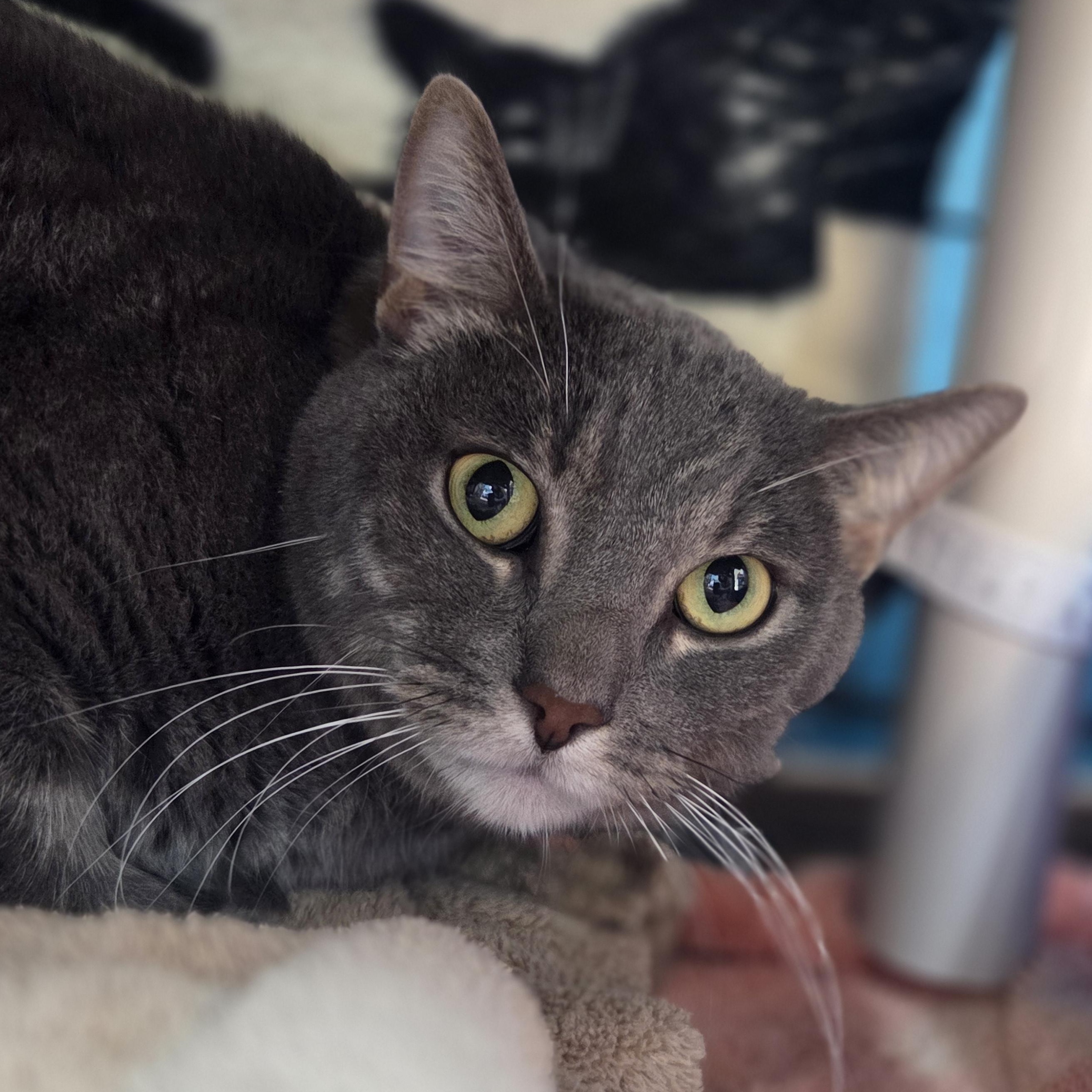 Silver Britches, ADOPTABLE, Adult Male Domestic Short Hair.