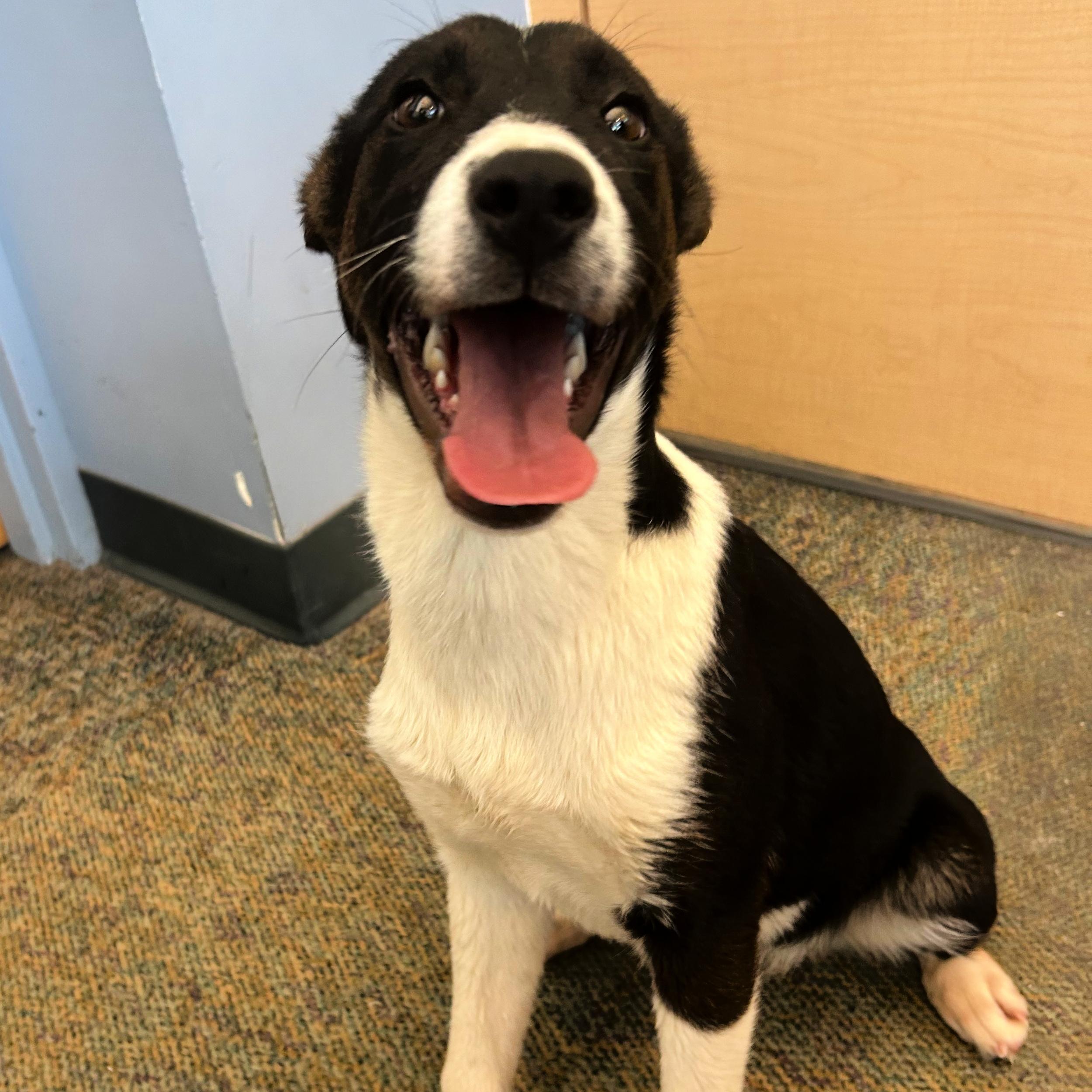 Waffles, a ADOPTABLE mixed breed in Lindon, UT image 5/5