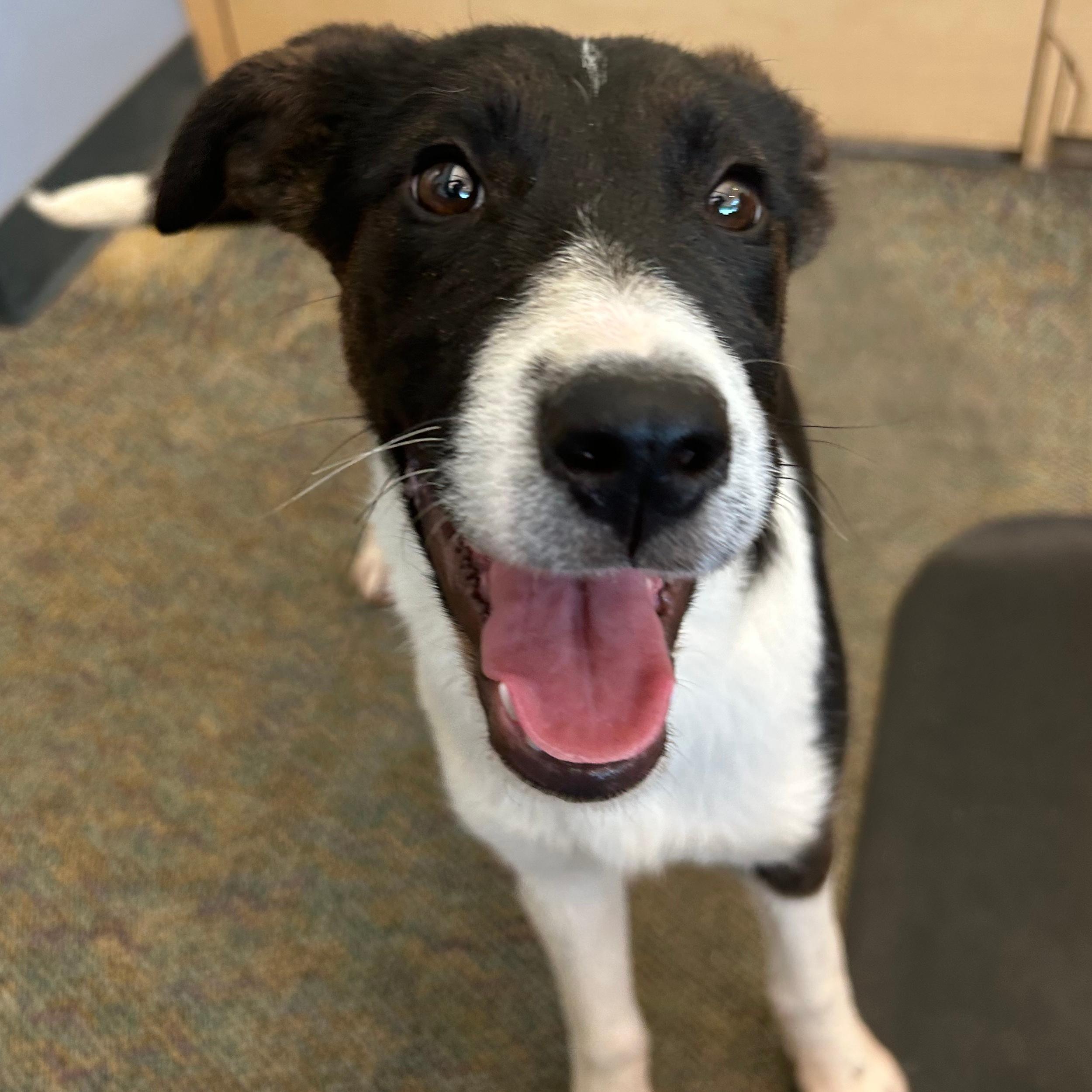 Waffles, a ADOPTABLE mixed breed in Lindon, UT image 2/5