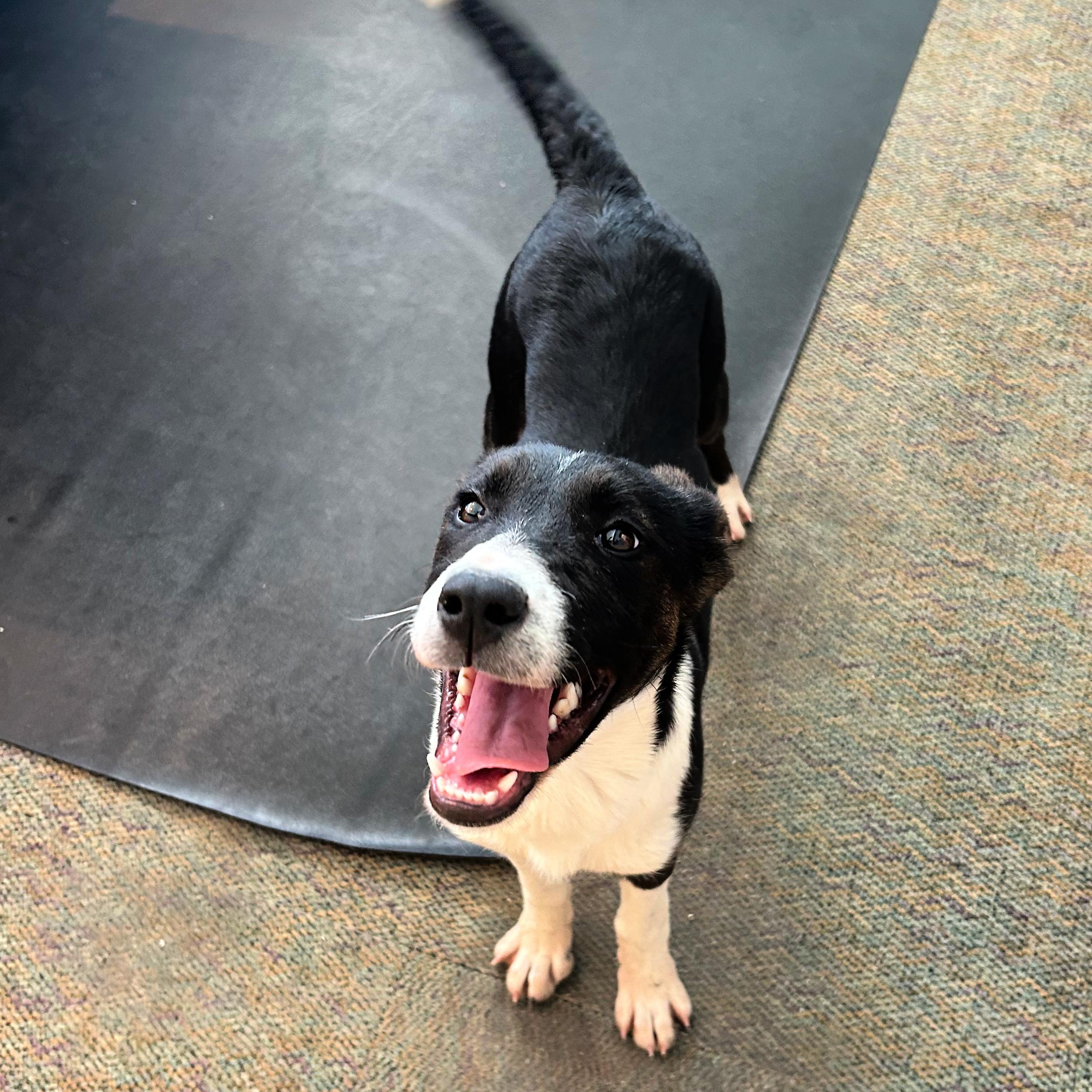 Waffles, a ADOPTABLE mixed breed in Lindon, UT image 4/5