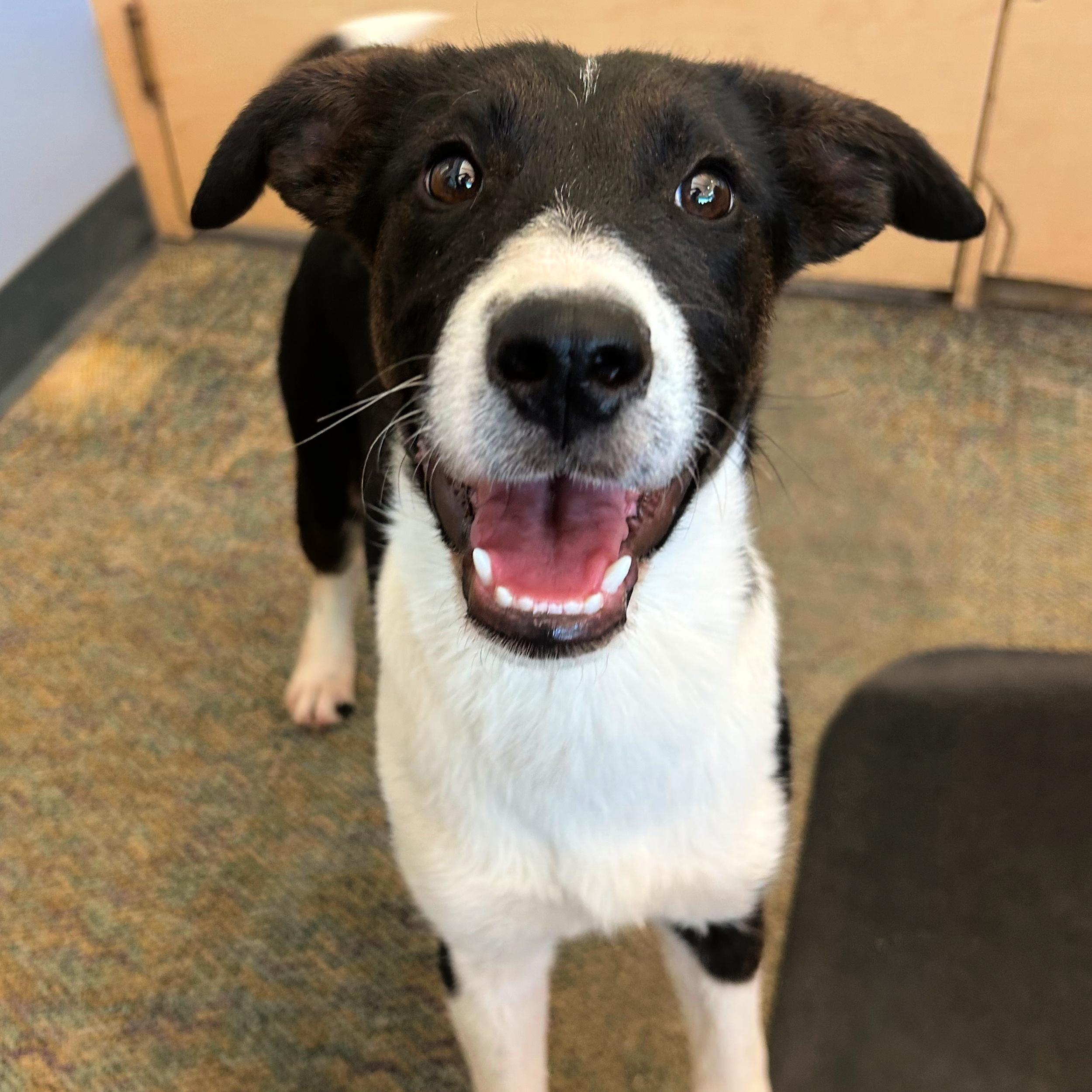 Waffles, a ADOPTABLE mixed breed in Lindon, UT image 1/5