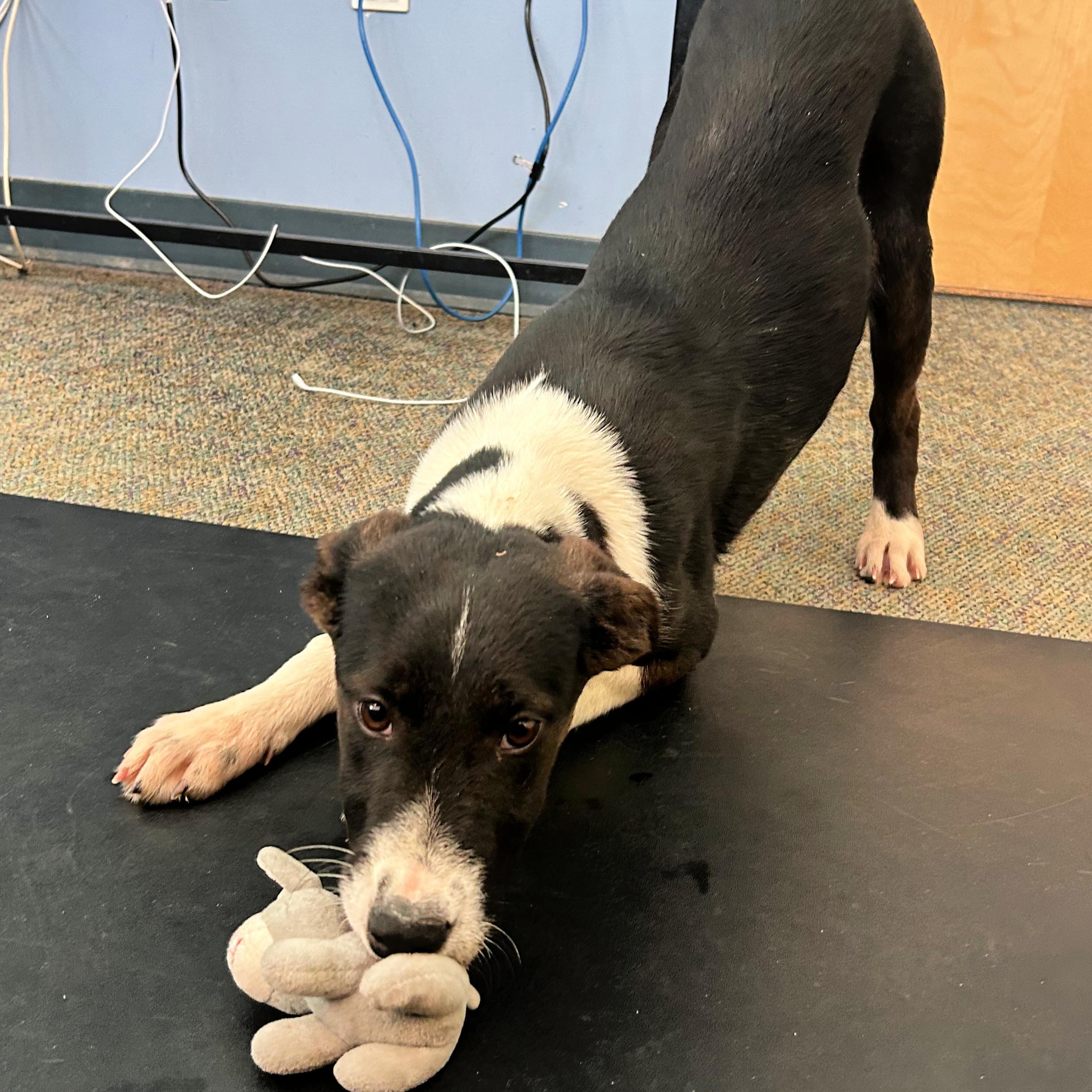 Waffles, a ADOPTABLE mixed breed in Lindon, UT image 3/5