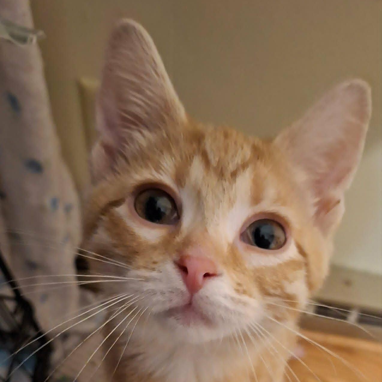 Enlarge Chickie (In Foster), a ADOPTABLE Domestic Short Hair in Watertown, WI image 4/4