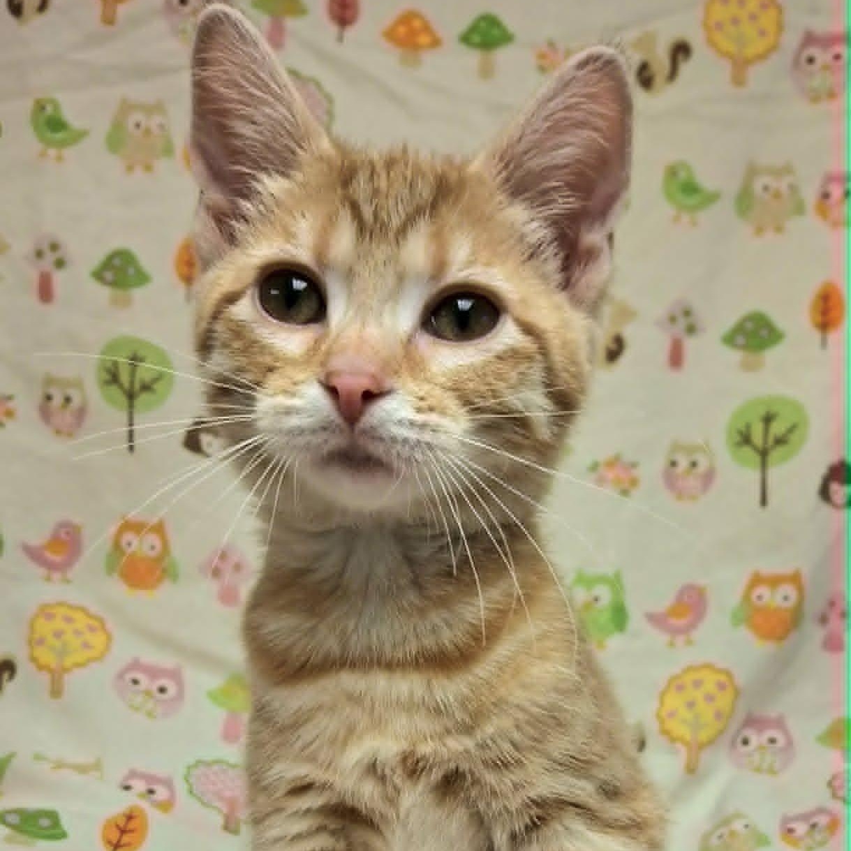 Enlarge Chickie (In Foster), a ADOPTABLE Domestic Short Hair in Watertown, WI image 2/4