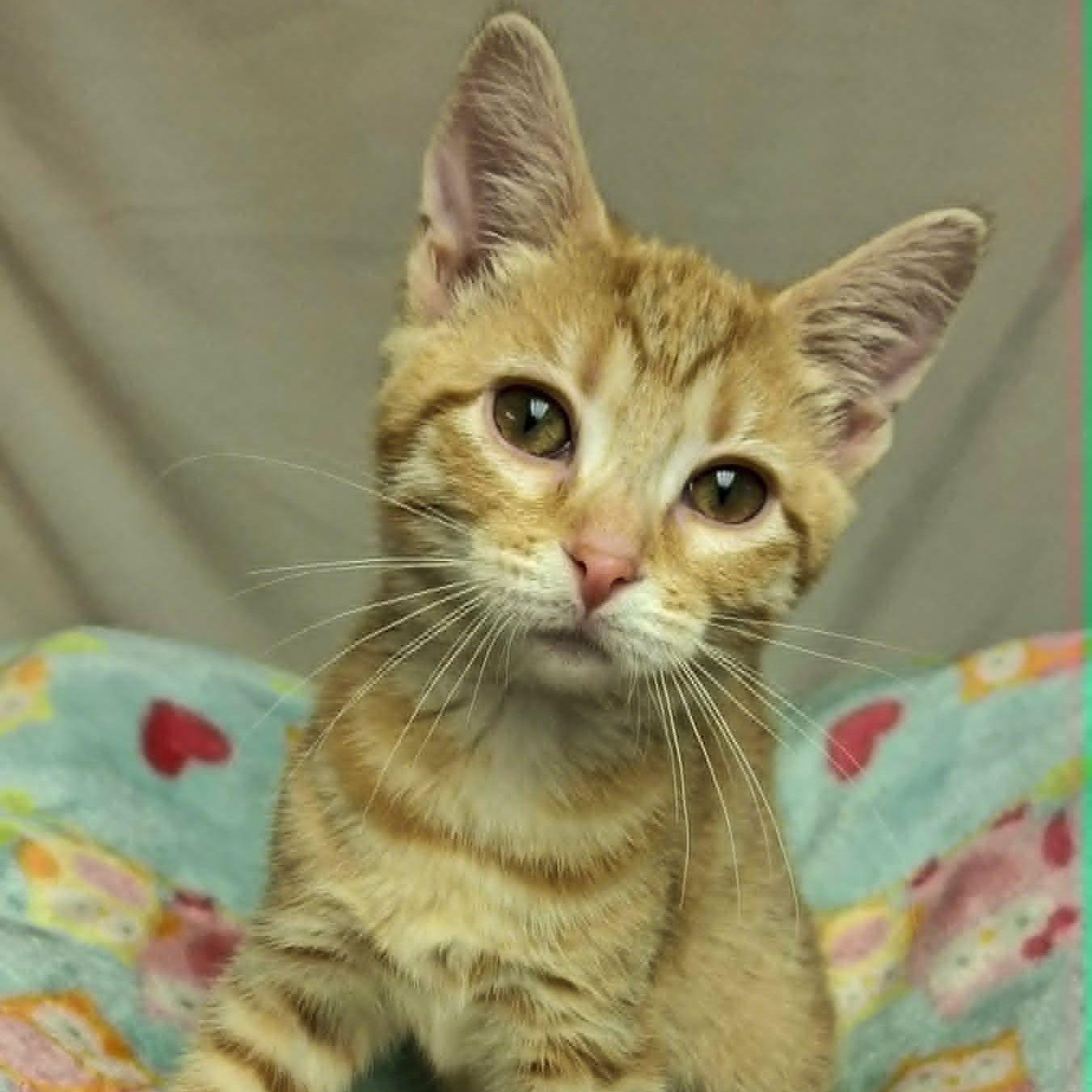 Enlarge Chickie (In Foster), a ADOPTABLE Domestic Short Hair in Watertown, WI image 3/4