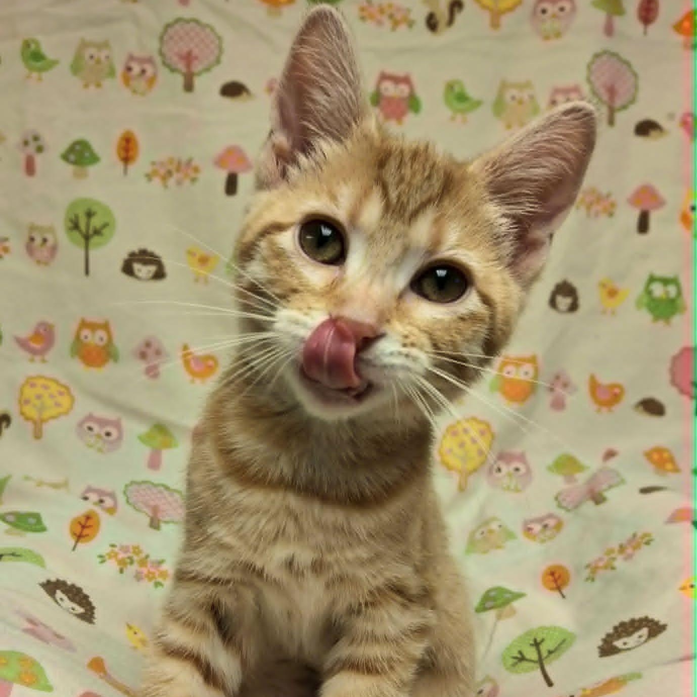 Chickie (In Foster), ADOPTABLE, Kitten Female Domestic Short Hair.