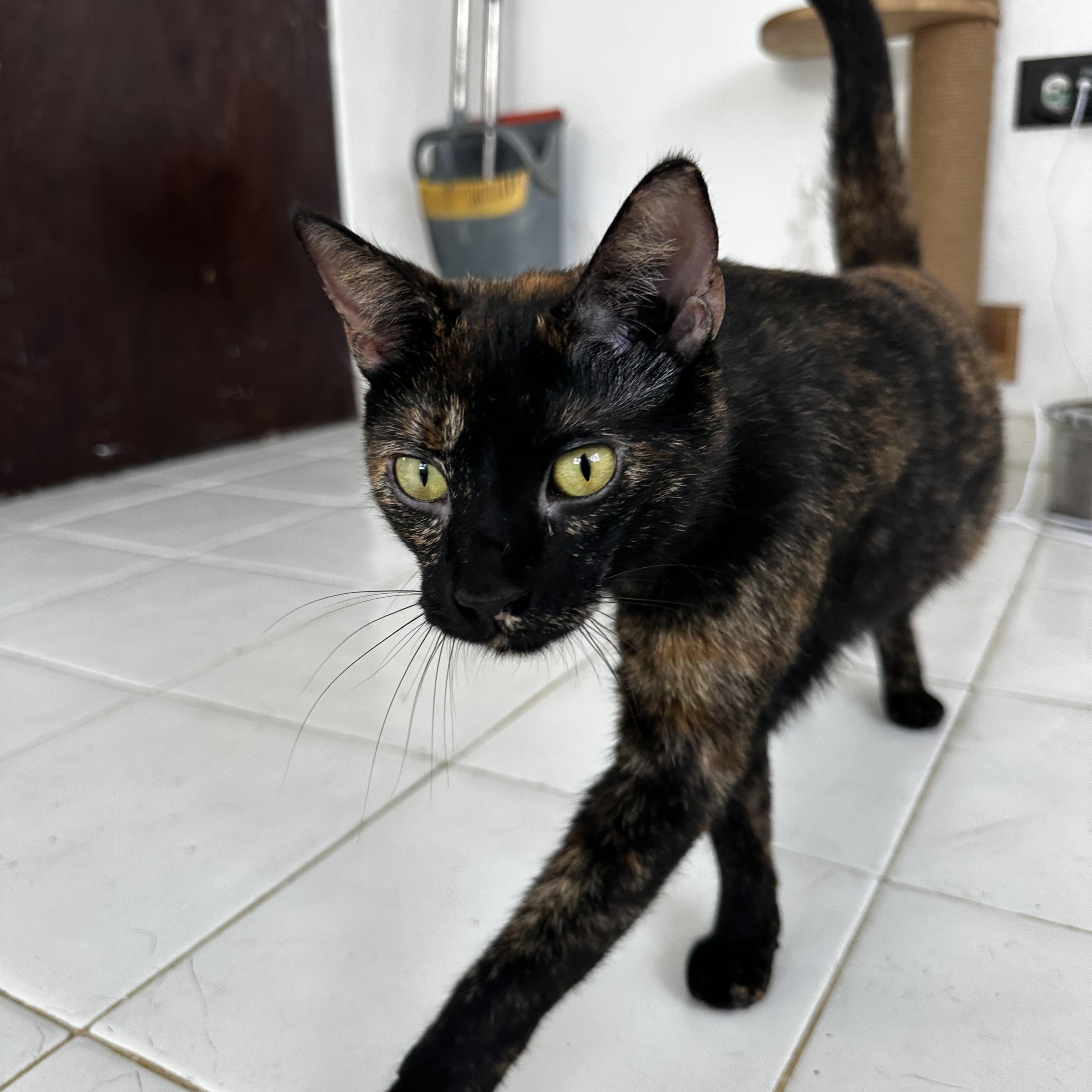 Dalmy, an adoptable Domestic Short Hair in San Juan, PR_image-1