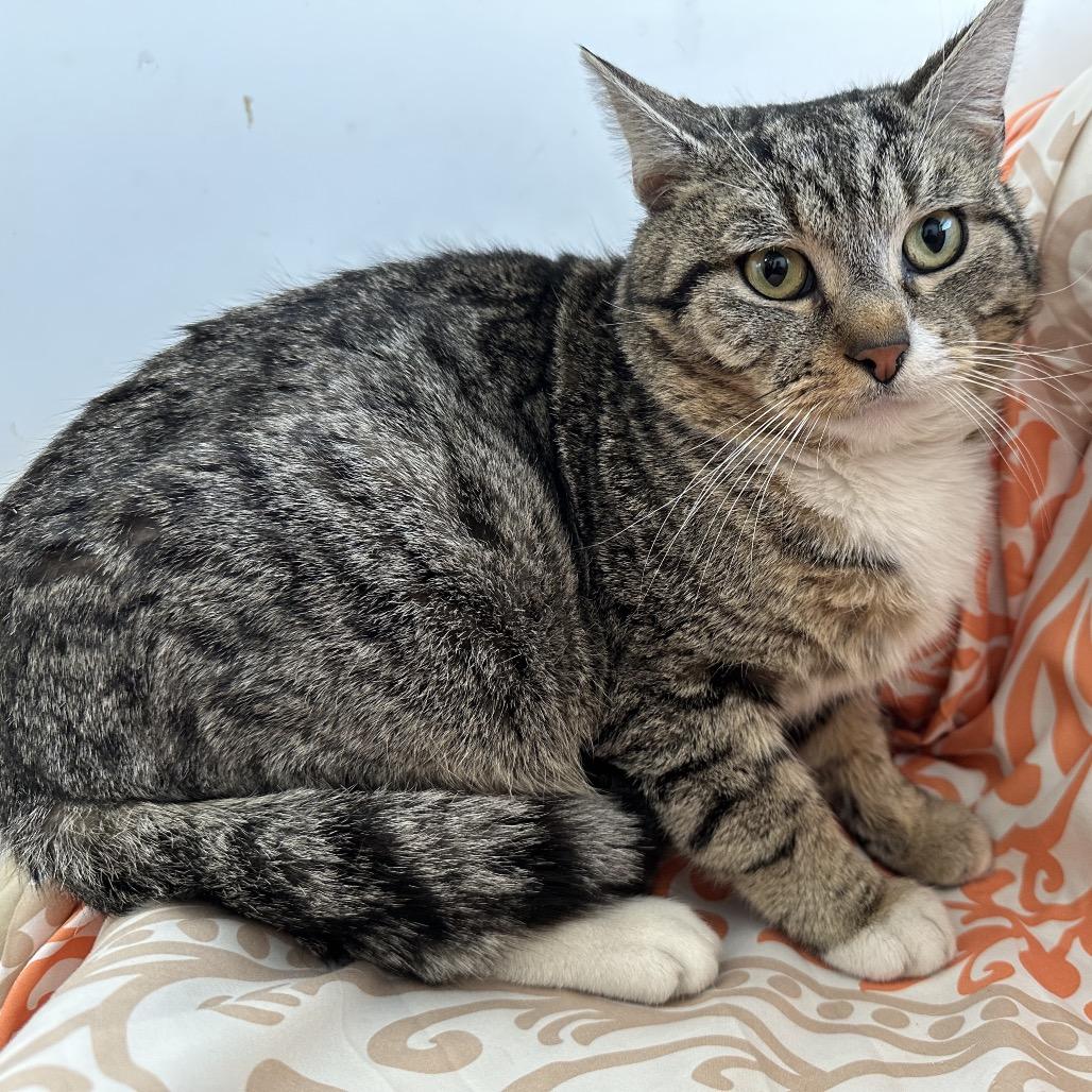 Enlarge Walton Goggins, a Adoptable Domestic Short Hair in Quakertown, PA image 2/2