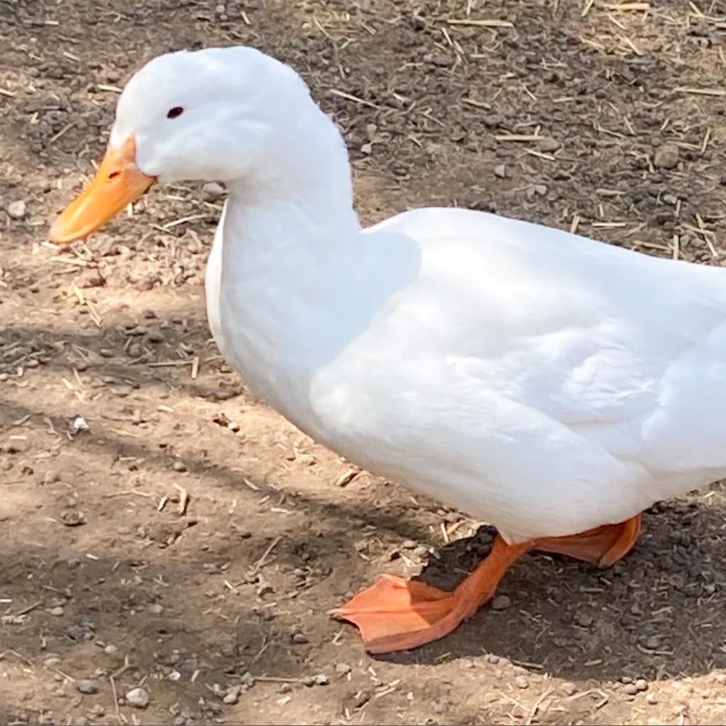 Enlarge Arnold, a Adoptable Duck in Nampa, ID image 1/1