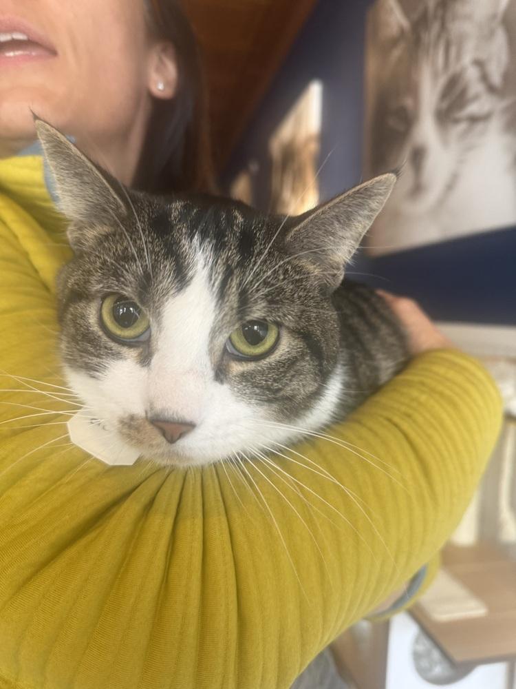 Enlarge Pax, a Adoptable Domestic Short Hair in Lewisburg, PA image 1/1