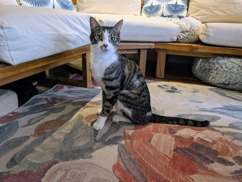 Enlarge Pax, a Adoptable Domestic Short Hair in Lewisburg, PA image 3/6