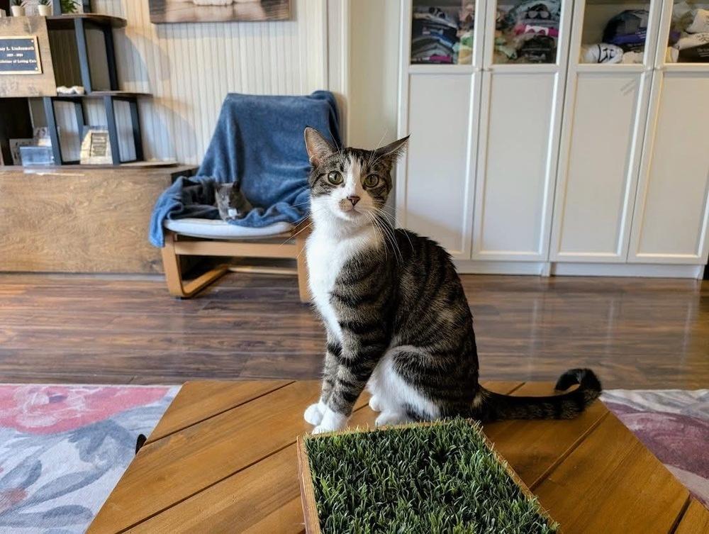 Enlarge Pax, a Adoptable Domestic Short Hair in Lewisburg, PA image 4/6