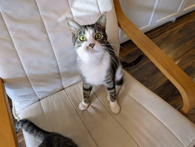 Enlarge Pax, a Adoptable Domestic Short Hair in Lewisburg, PA image 5/6