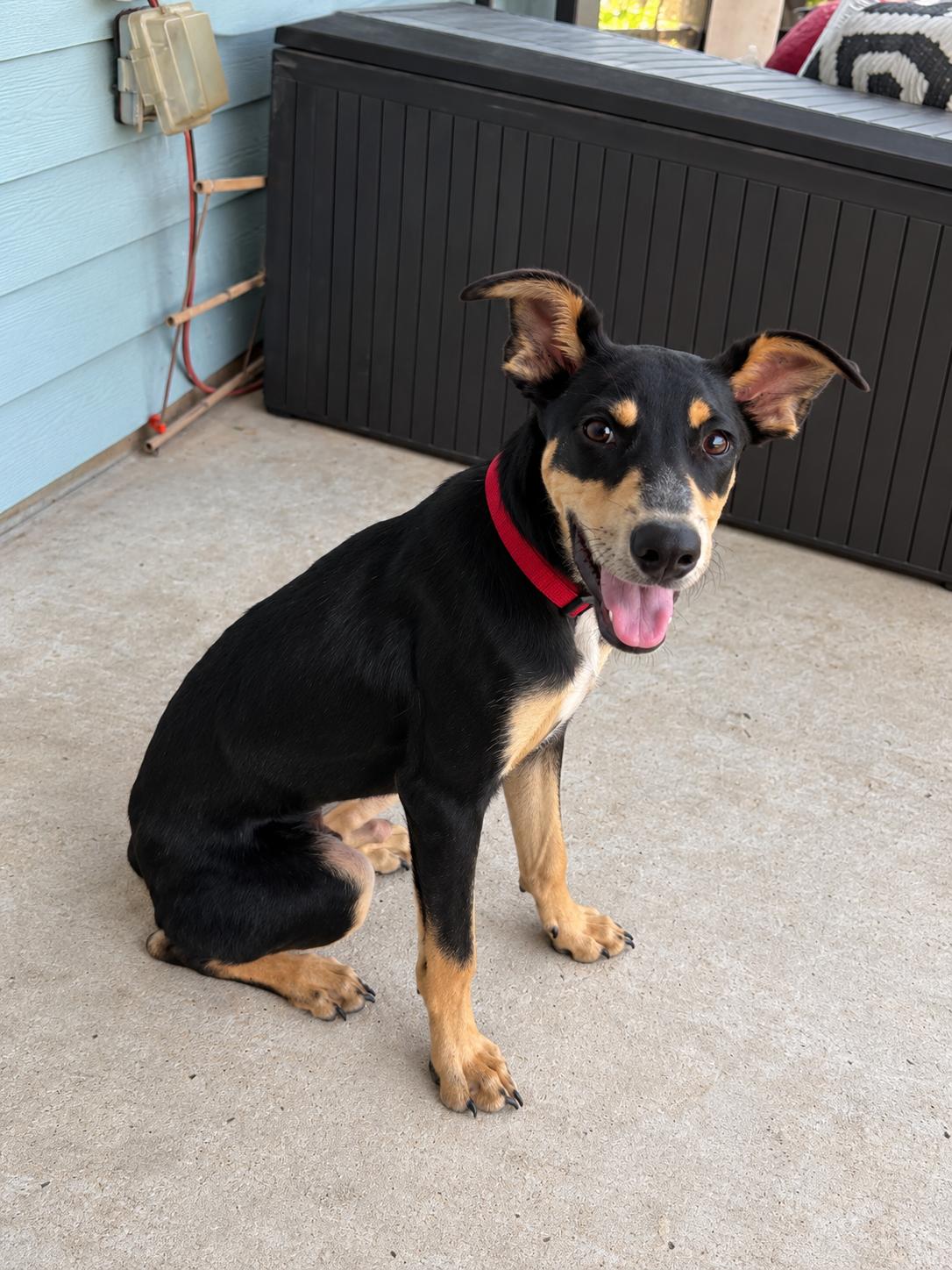 JETHRO, Adoptable, Puppy Male Mixed Breed.