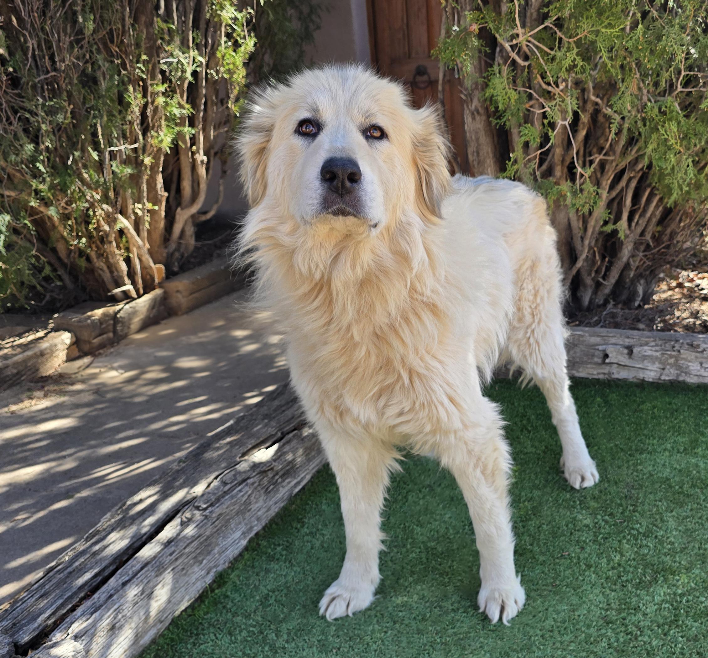 Enlarge Simply Ms Shoni ~ YUMMY Golden Pyr !, a Adoptable mixed breed in Albuquerque, NM image 2/2