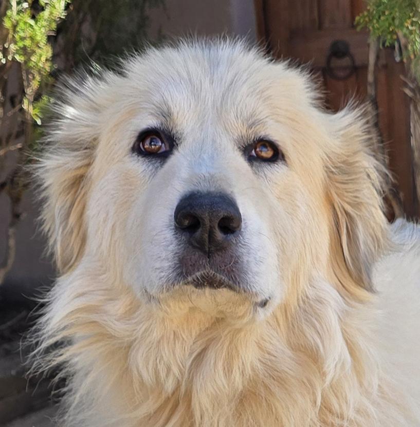 Enlarge Simply Ms Shoni ~ YUMMY Golden Pyr !, a Adoptable mixed breed in Albuquerque, NM image 1/2