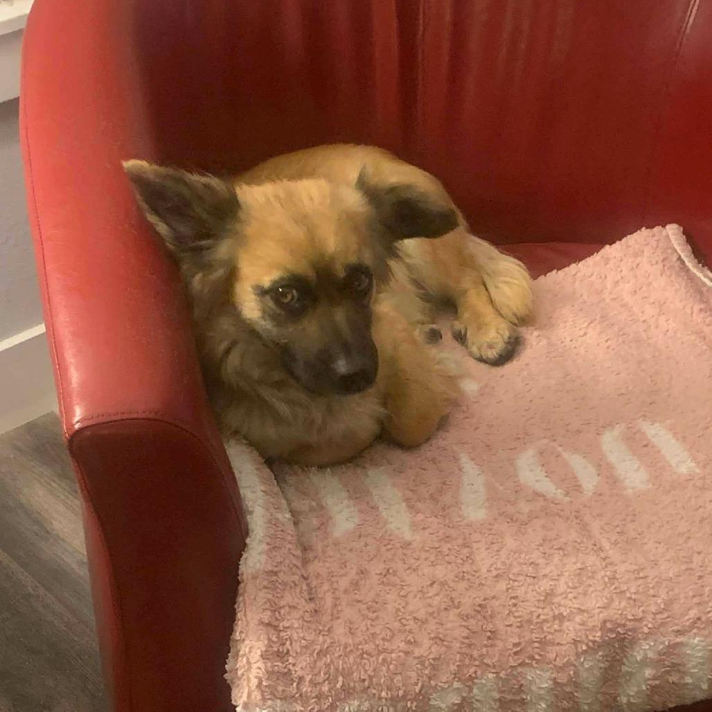 Enlarge Mr. Lucky, a Adoptable Mixed Breed in Tacoma, WA image 2/2