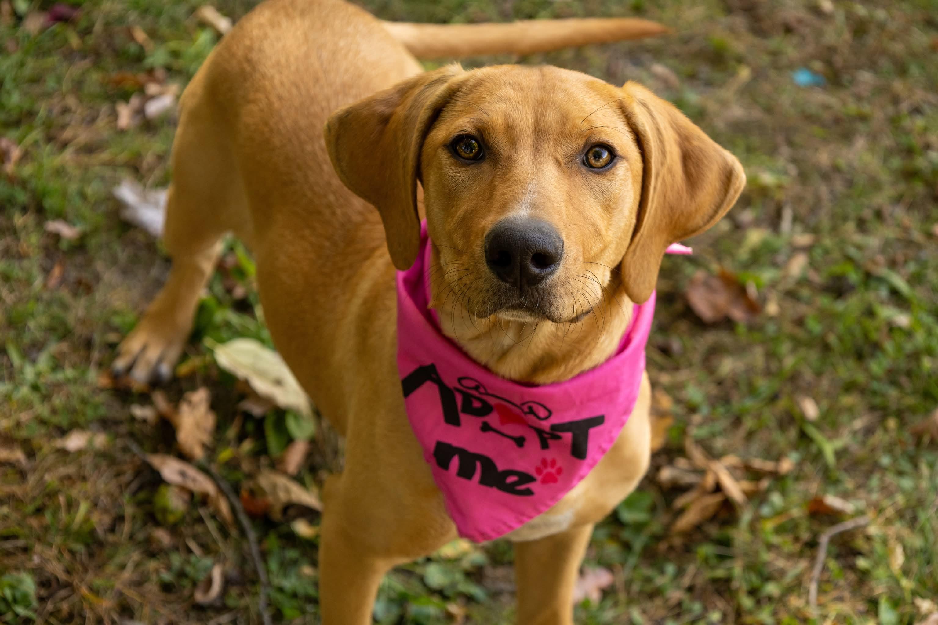 Fergie, Adopted, Puppy Female Hound.
