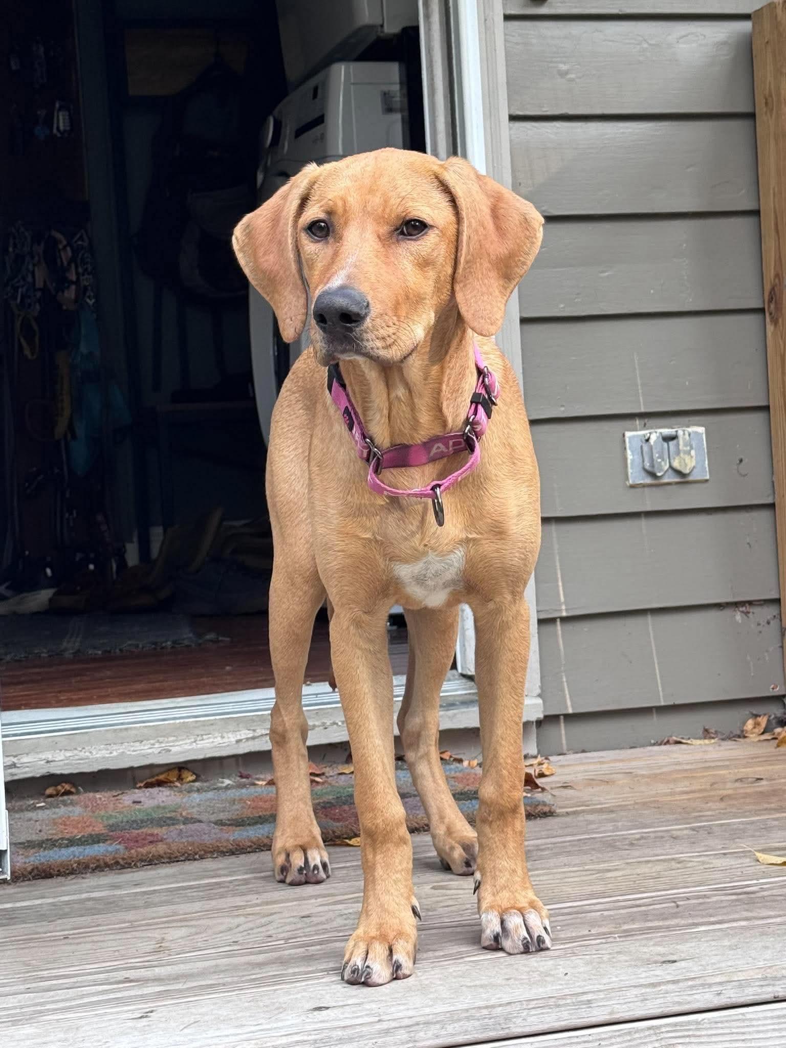 Enlarge Fergie, a Adopted mixed breed in Argyle, NY image 2/6