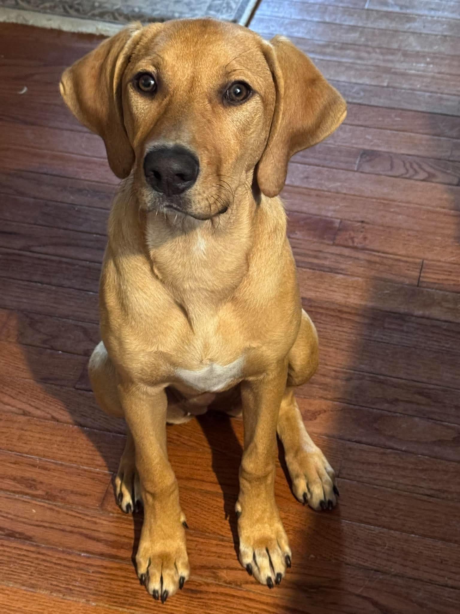 Enlarge Fergie, a Adopted mixed breed in Argyle, NY image 6/6