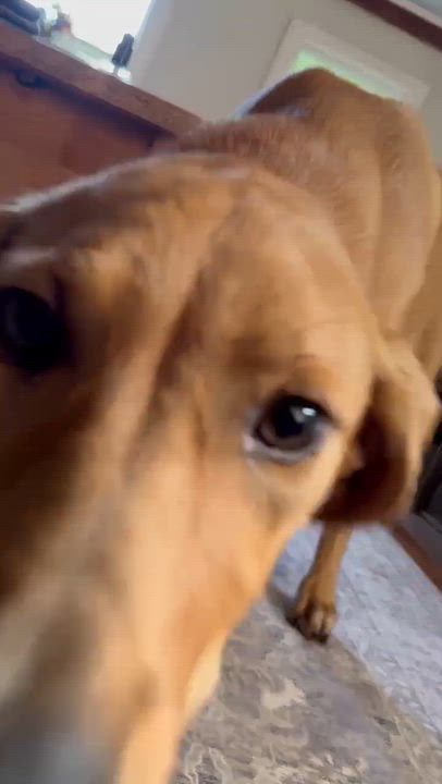 Enlarge Fergie, a Adopted mixed breed in Argyle, NY video 5/6