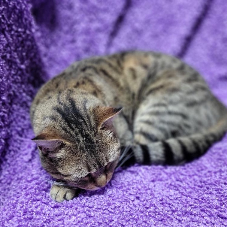 Porche, a ADOPTABLE mixed breed in Oklahoma City, OK image 3/6