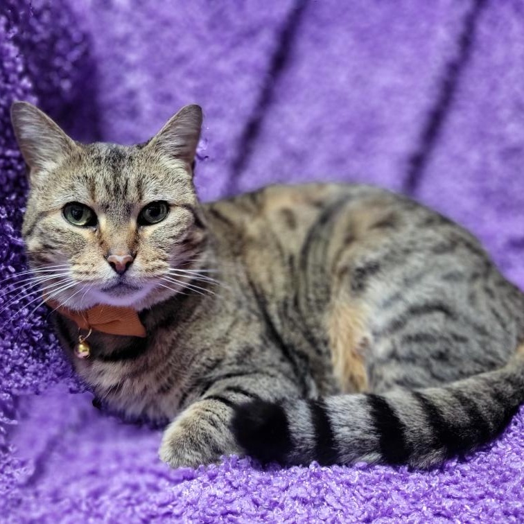 Porche, ADOPTABLE, Young Female Domestic Short Hair.