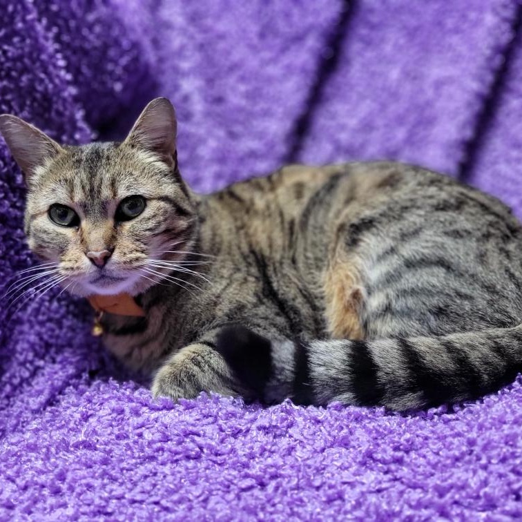 Porche, a ADOPTABLE mixed breed in Oklahoma City, OK image 4/6