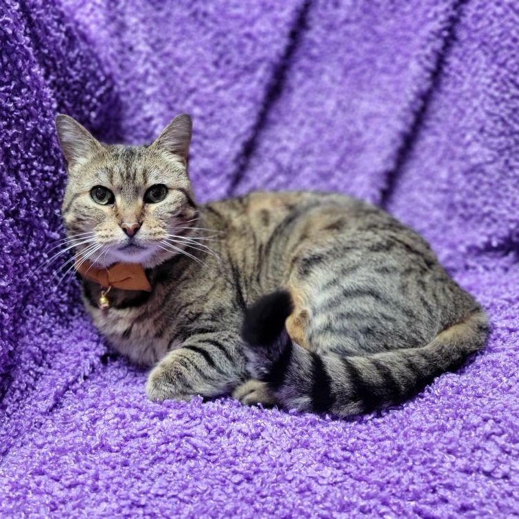 Porche, a ADOPTABLE mixed breed in Oklahoma City, OK image 6/6
