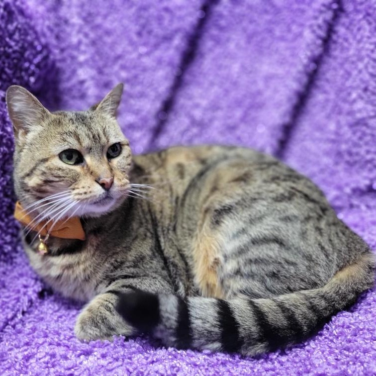 Porche, a ADOPTABLE mixed breed in Oklahoma City, OK image 2/6