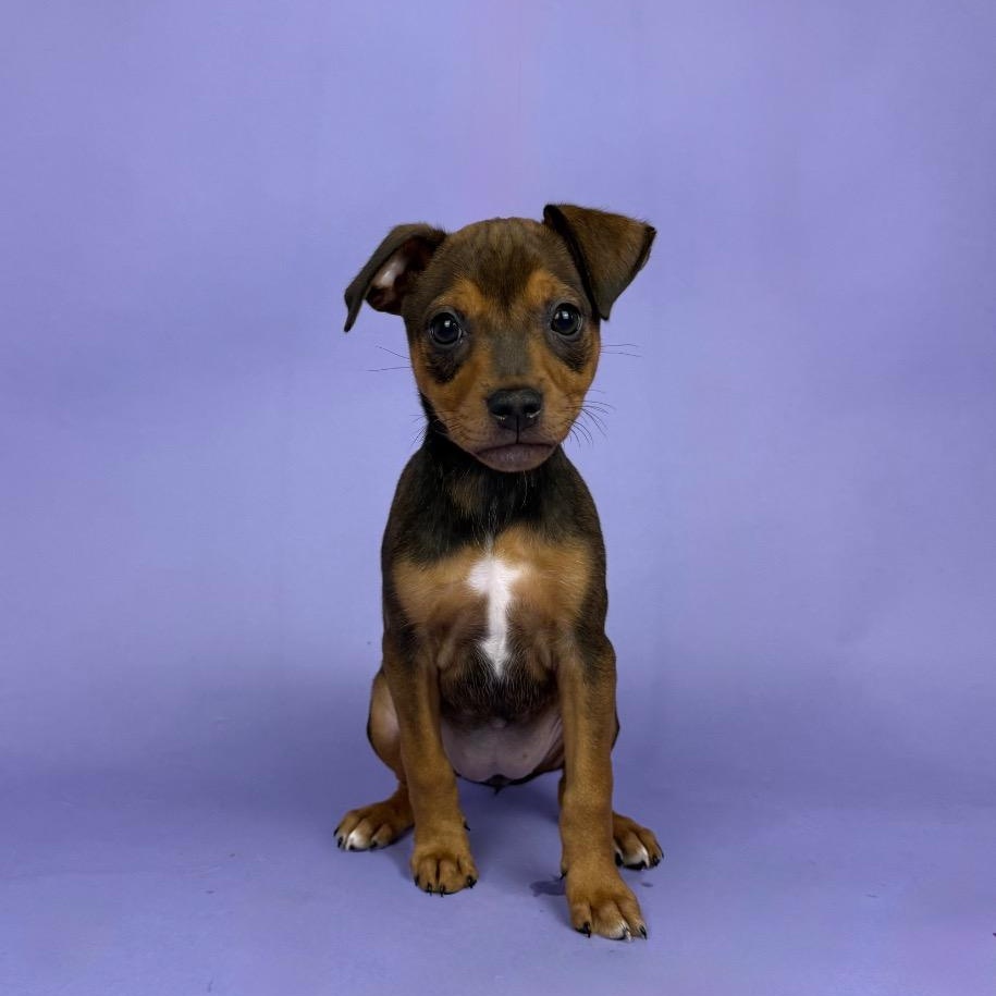 Everly, Adoptable, Puppy Female Miniature Pinscher & Chihuahua.
