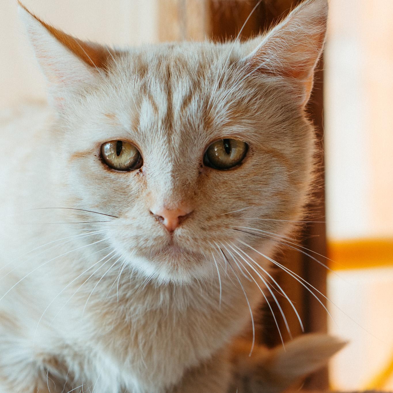 Enlarge Windy, a Adoptable Domestic Short Hair in Jackson, WY image 1/1