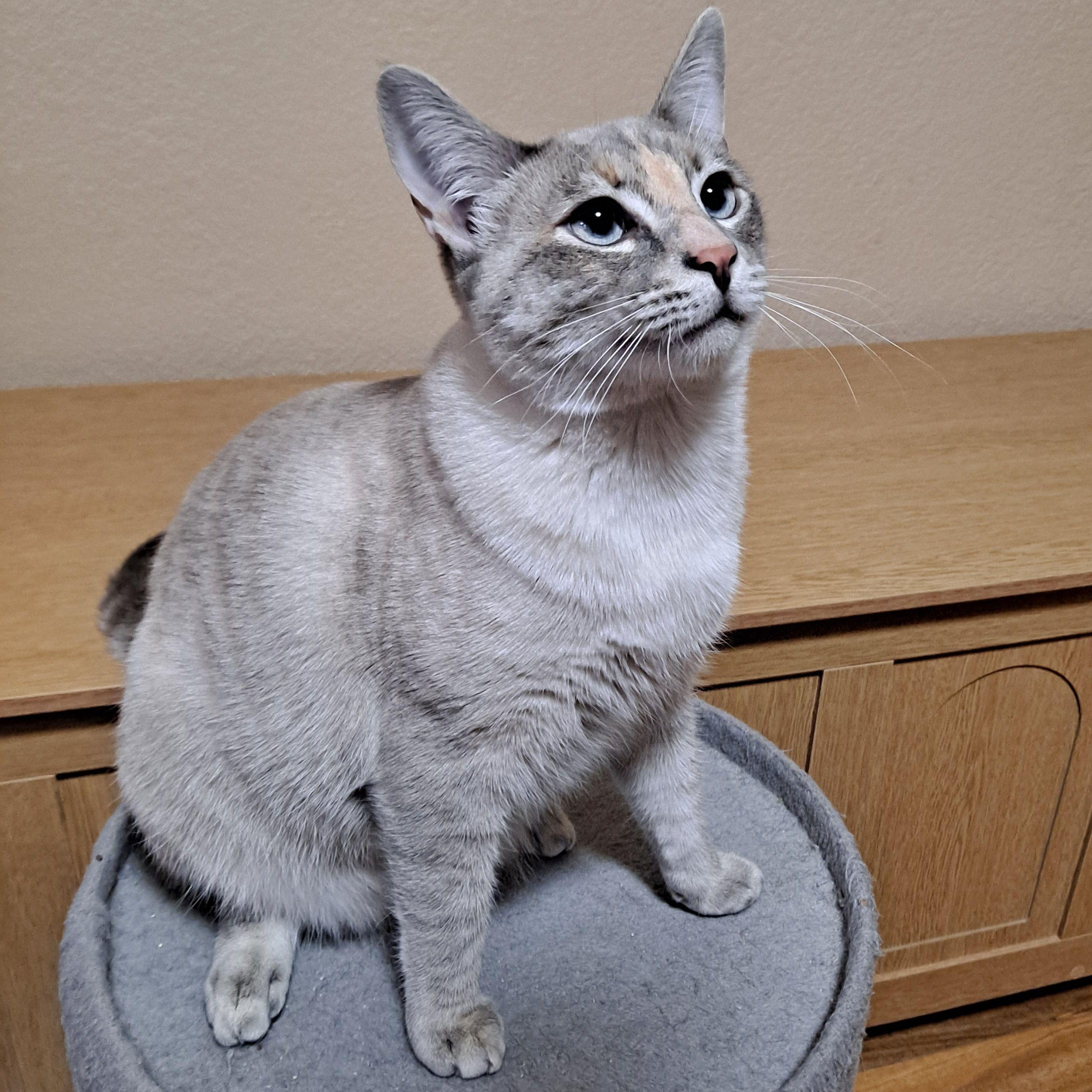 Tilly (plus Bobby) *COURTESY POST*, Adoptable, Young Female Siamese & Dilute Tortoiseshell.