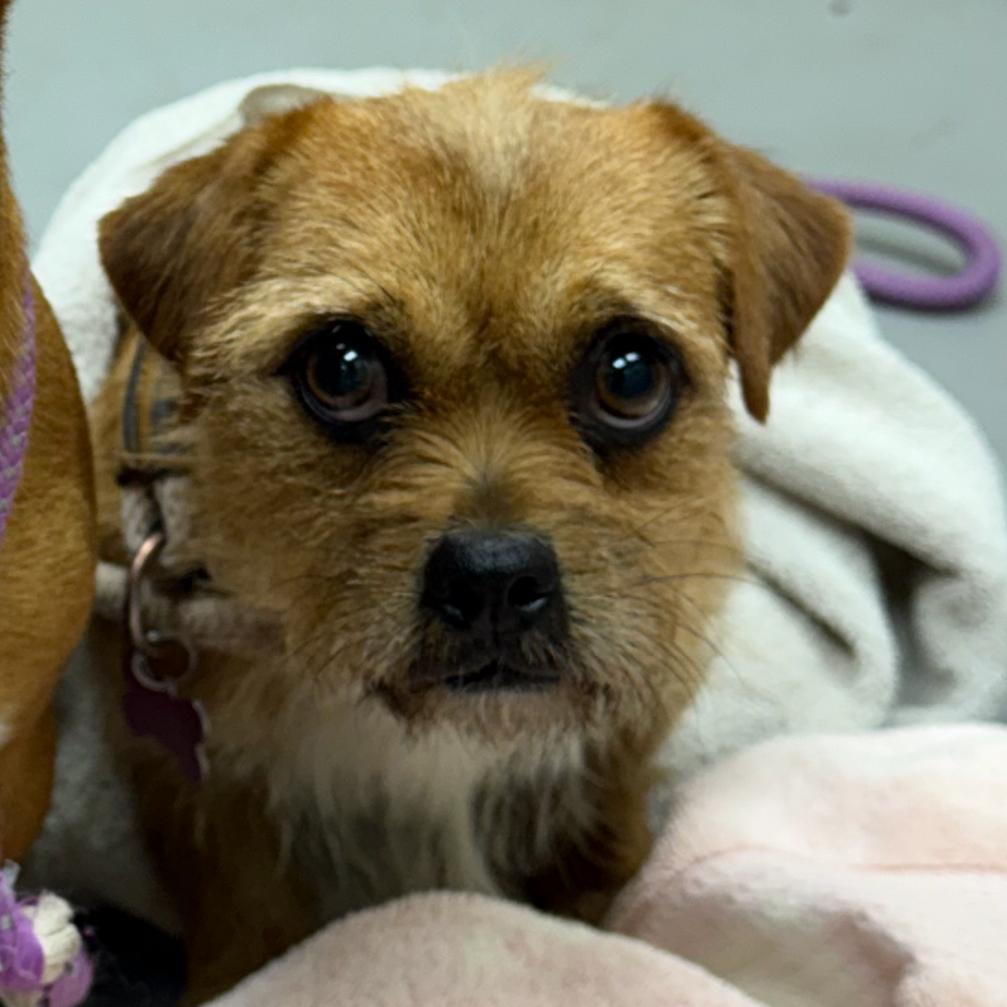 Tam 1736 — thumbnail 3