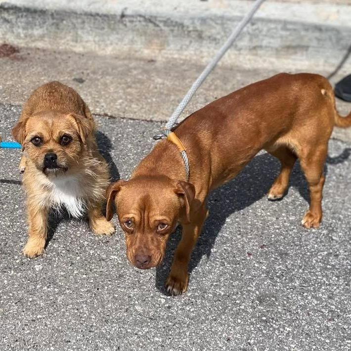 Tam 1736 — thumbnail 5