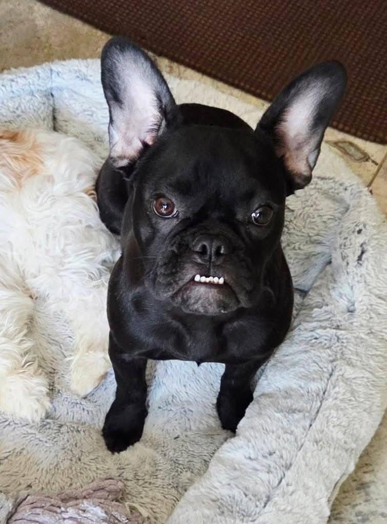 Enlarge Rey, an adopted French Bulldog in North Olmsted, OH image 3/3