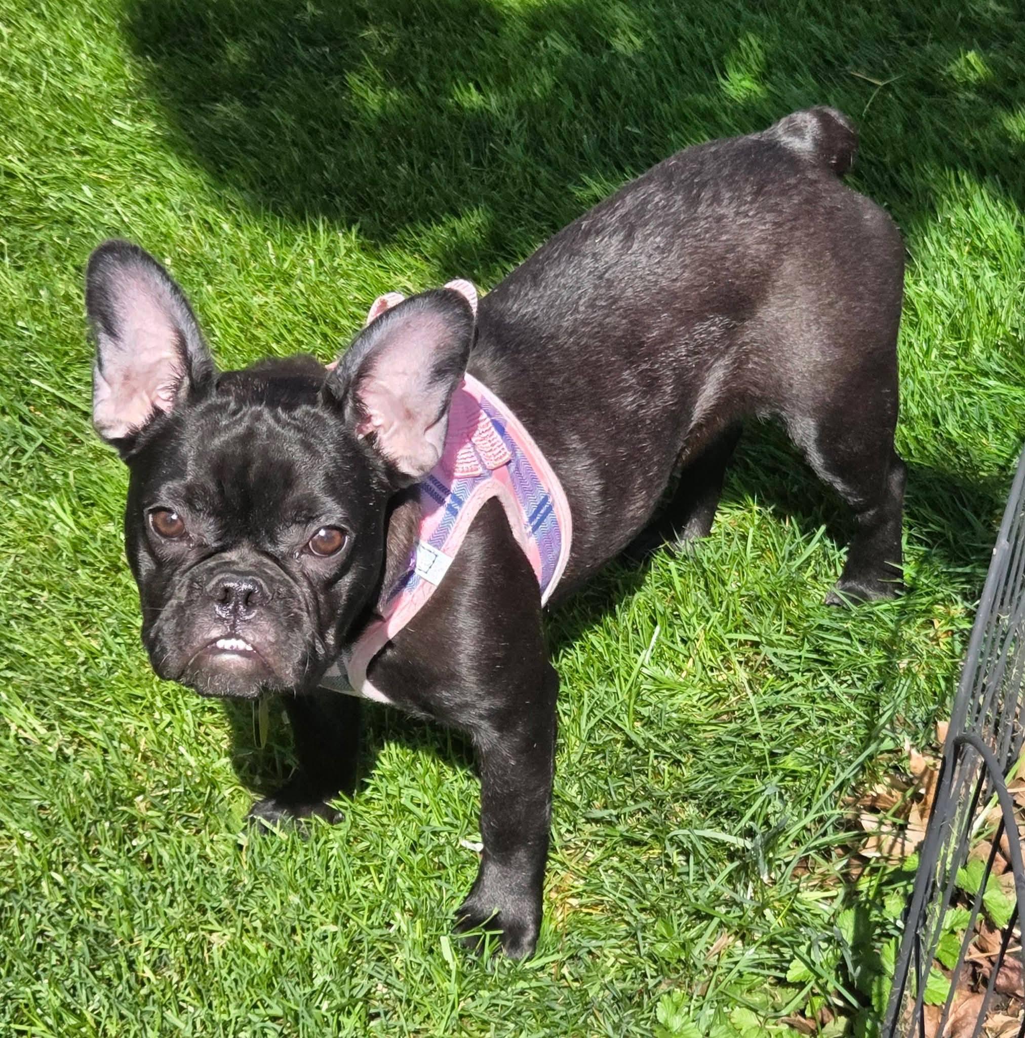 Enlarge Rey, an adopted French Bulldog in North Olmsted, OH image 2/3