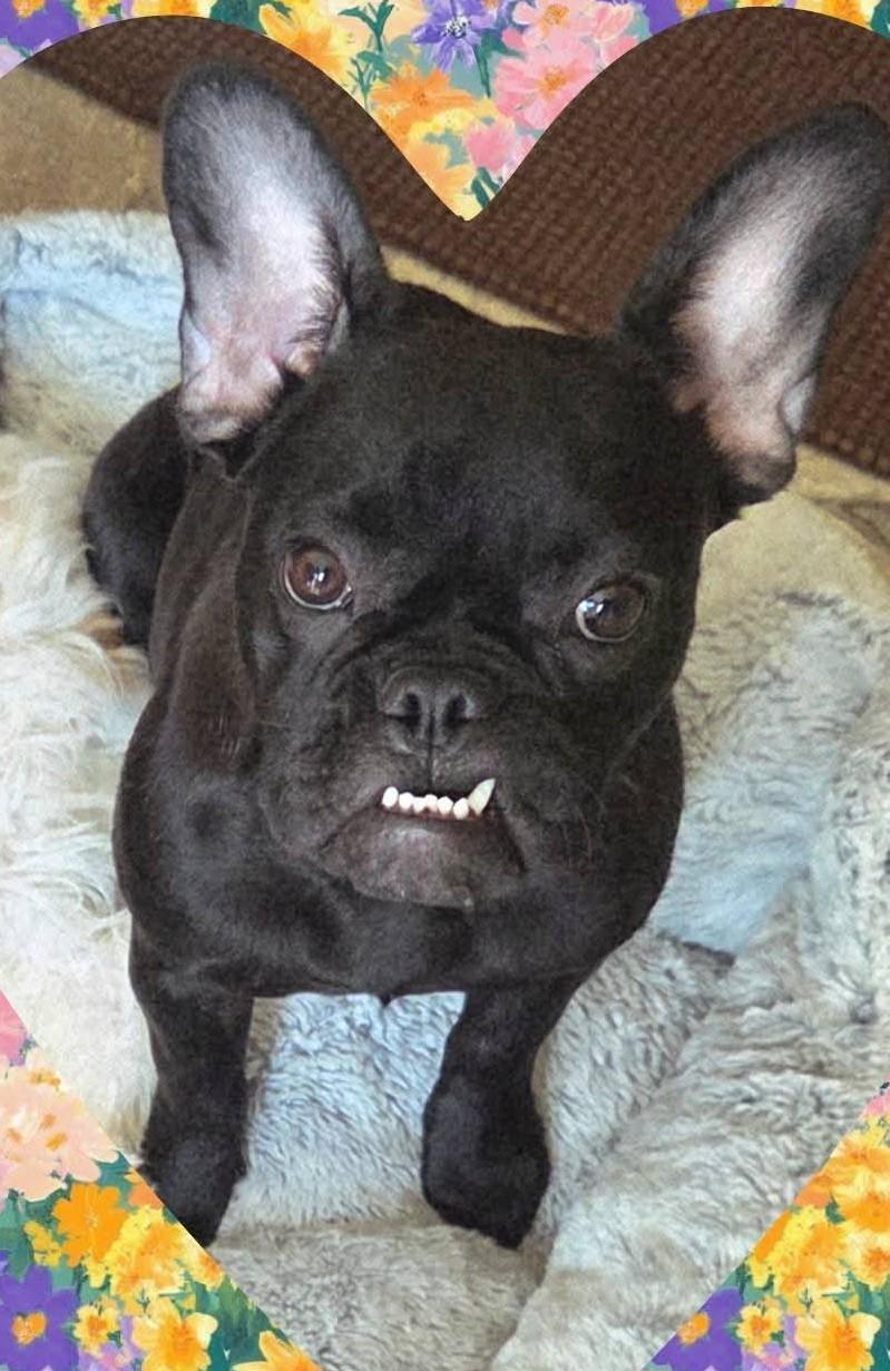 Rey, adopted, Young Female French Bulldog.