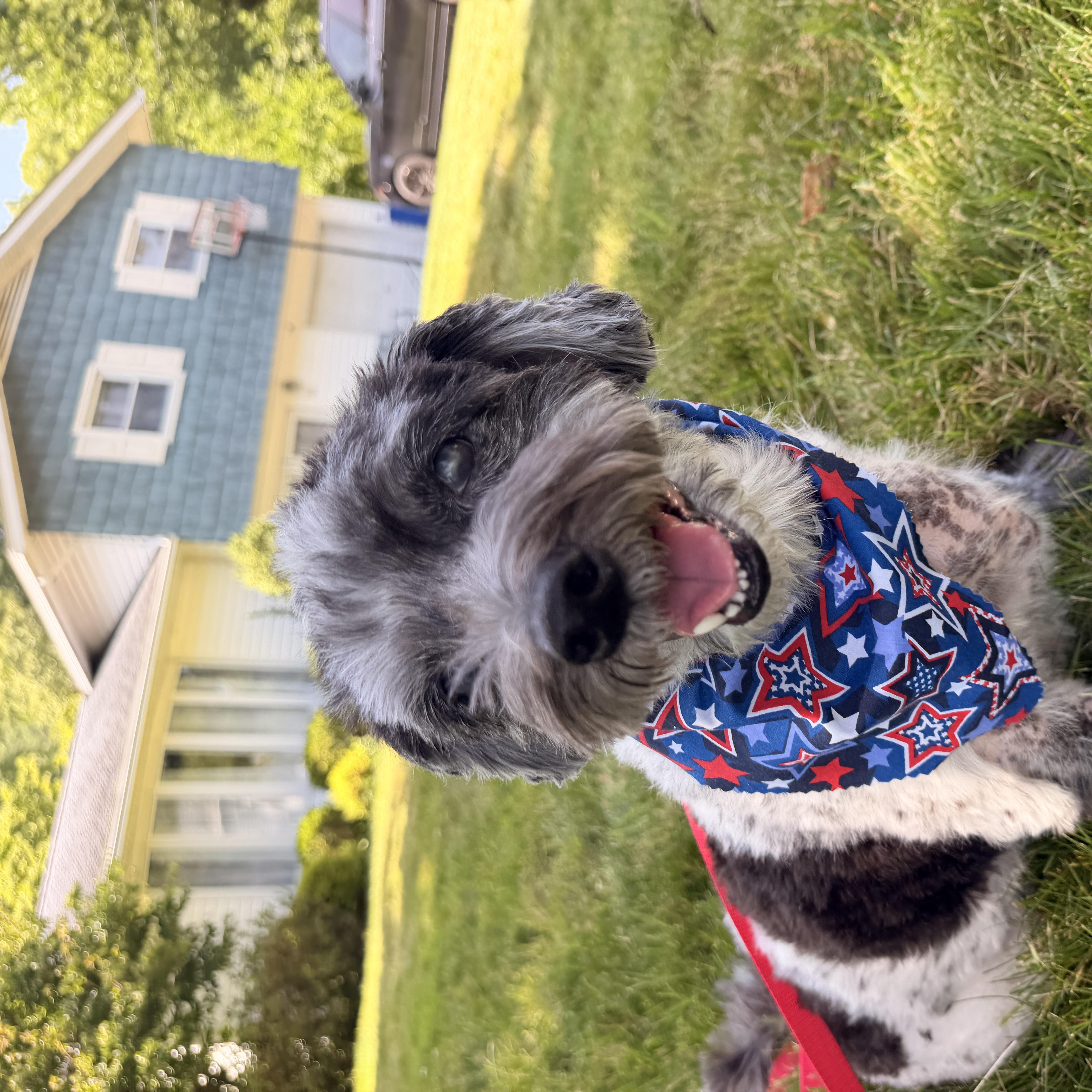 Enlarge Oreo, a ADOPTABLE mixed breed in Thornwood, NY image 2/5
