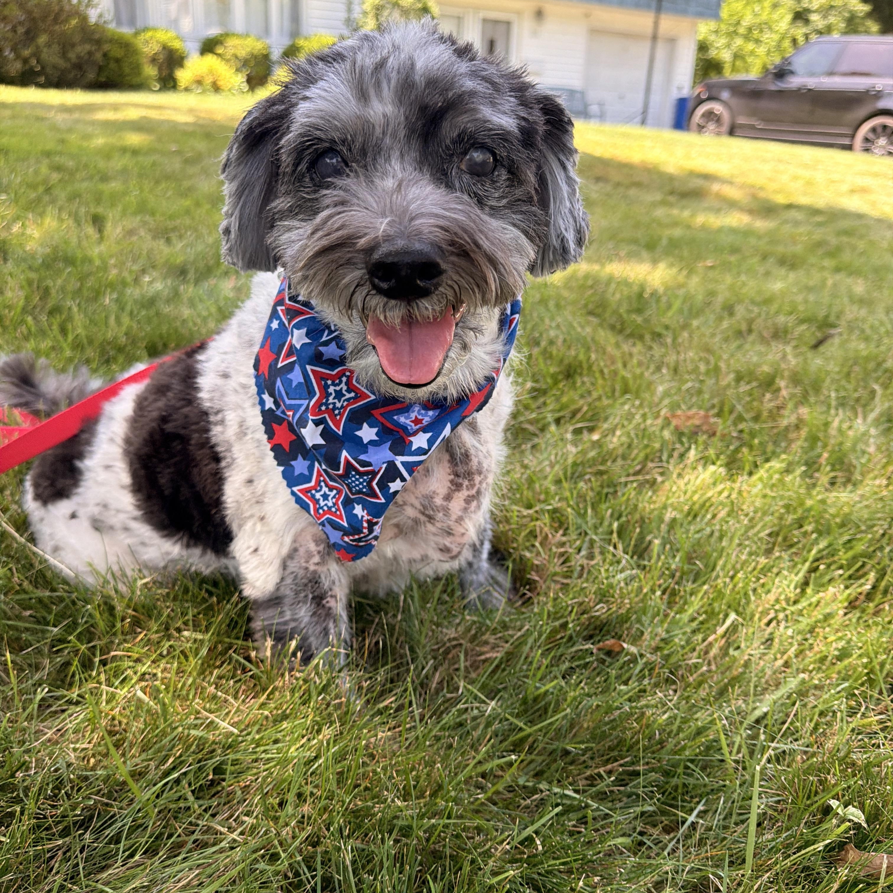 Enlarge Oreo, a ADOPTABLE mixed breed in Thornwood, NY image 3/5