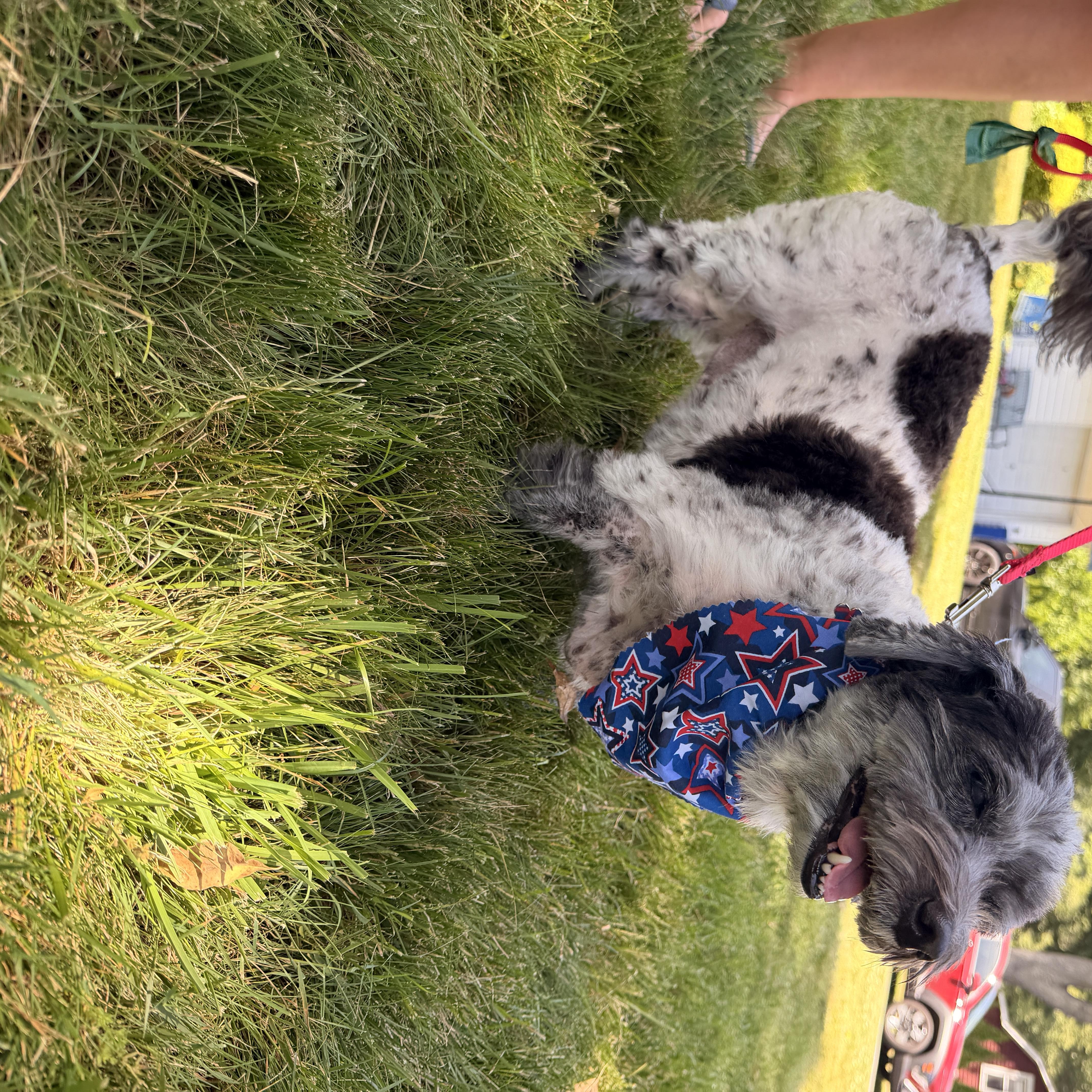 Enlarge Oreo, a ADOPTABLE mixed breed in Thornwood, NY image 4/5