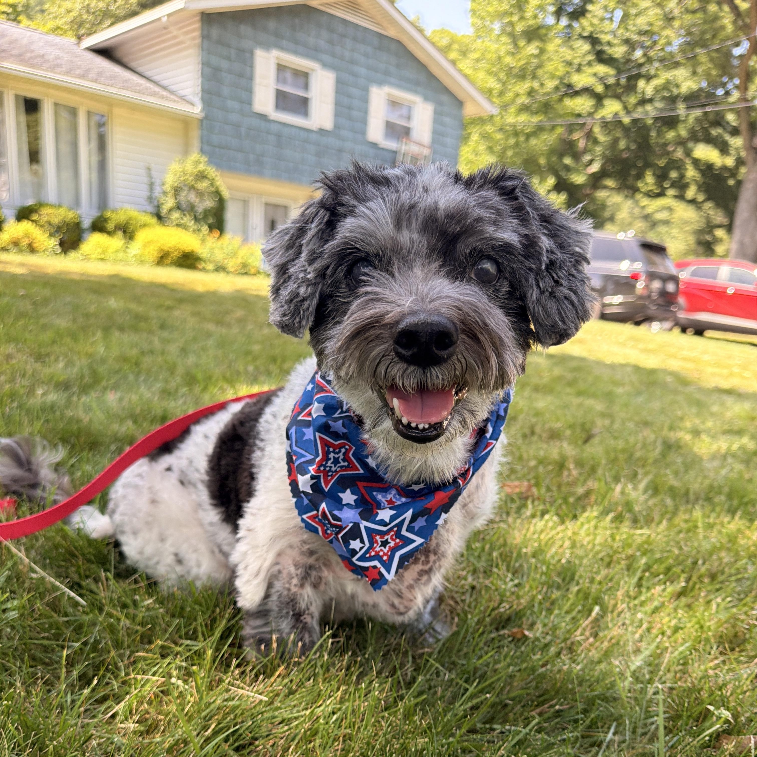 Enlarge Oreo, a ADOPTABLE mixed breed in Thornwood, NY image 5/5