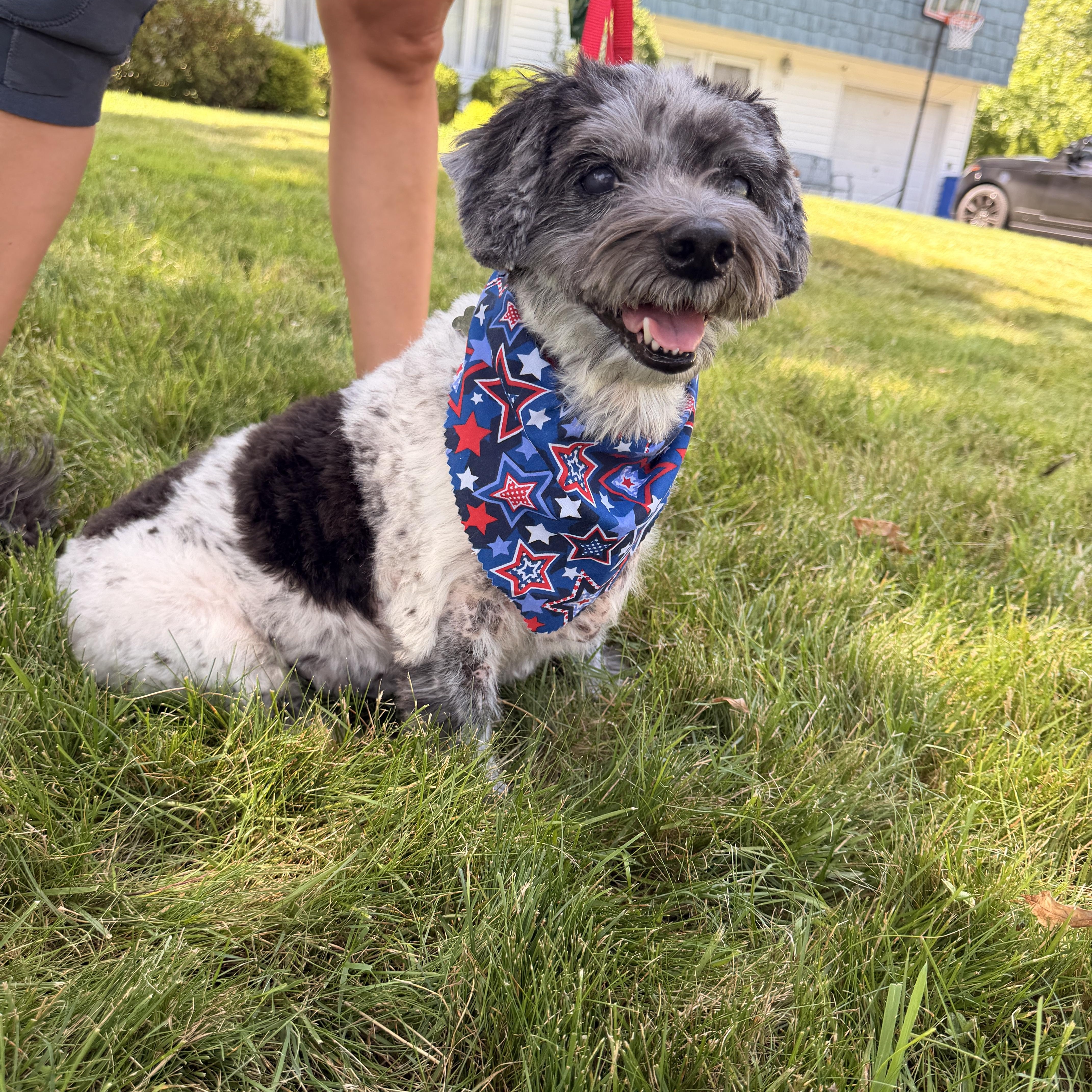 Oreo, ADOPTABLE, Adult Male Havanese & Poodle.