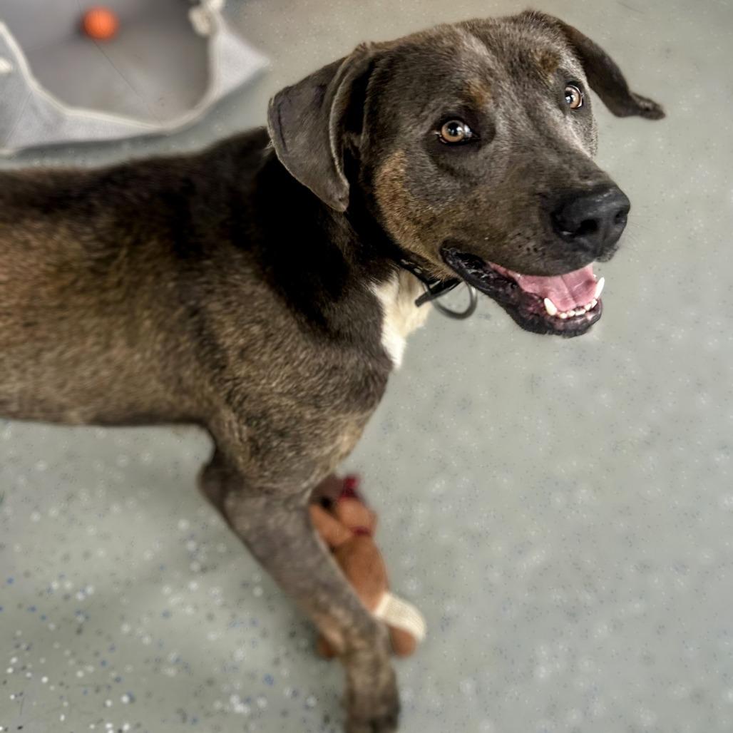 Enlarge Noopy - Off Site, Mutts with Manners, a Adoptable Pit Bull Terrier in Danville, KY image 1/4