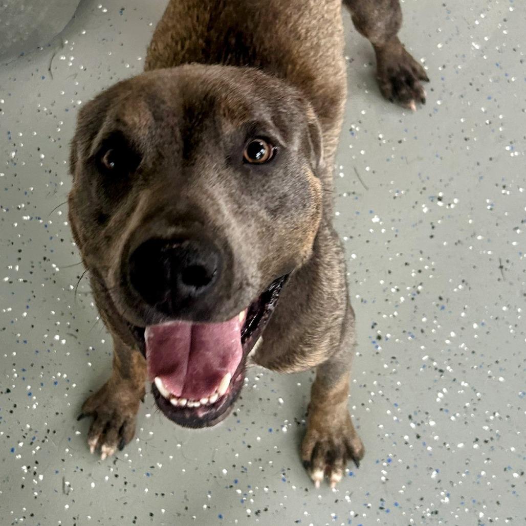 Enlarge Noopy - Off Site, Mutts with Manners, a Adoptable Pit Bull Terrier in Danville, KY image 2/4