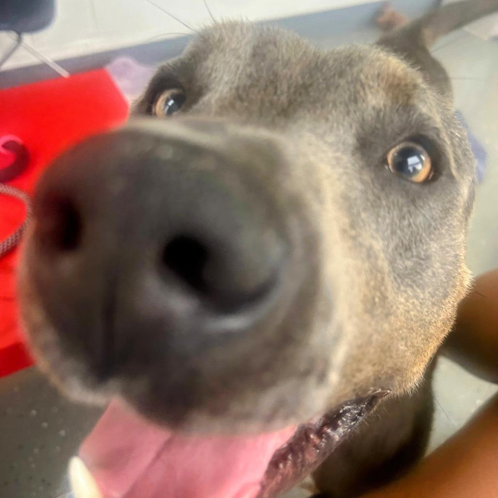 Enlarge Noopy - Off Site, Mutts with Manners, a Adoptable Pit Bull Terrier in Danville, KY image 3/4