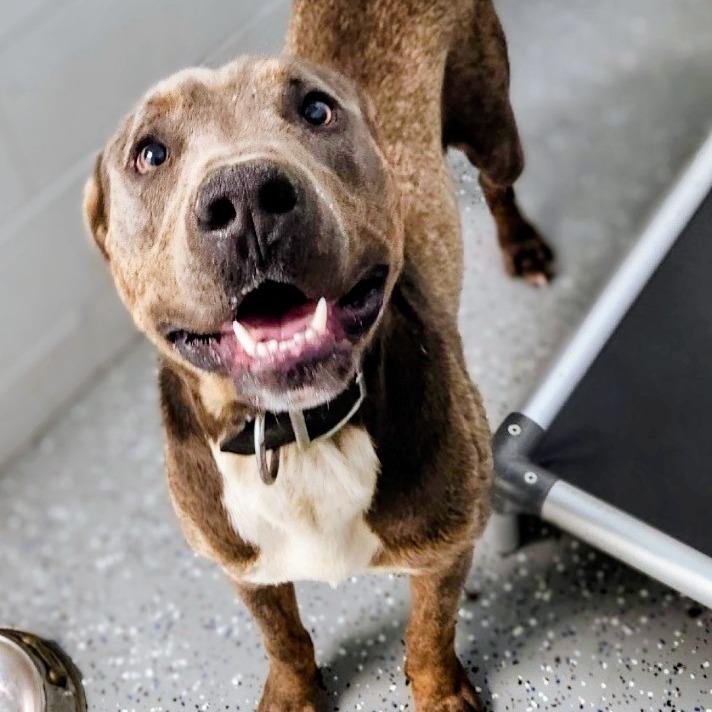 Enlarge Noopy - Off Site, Mutts with Manners, a Adoptable Pit Bull Terrier in Danville, KY image 4/4